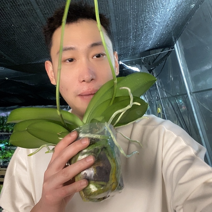 无花朵再见萤火虫