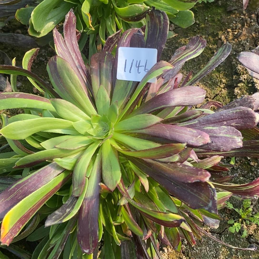 1141水墨丹青多肉植物