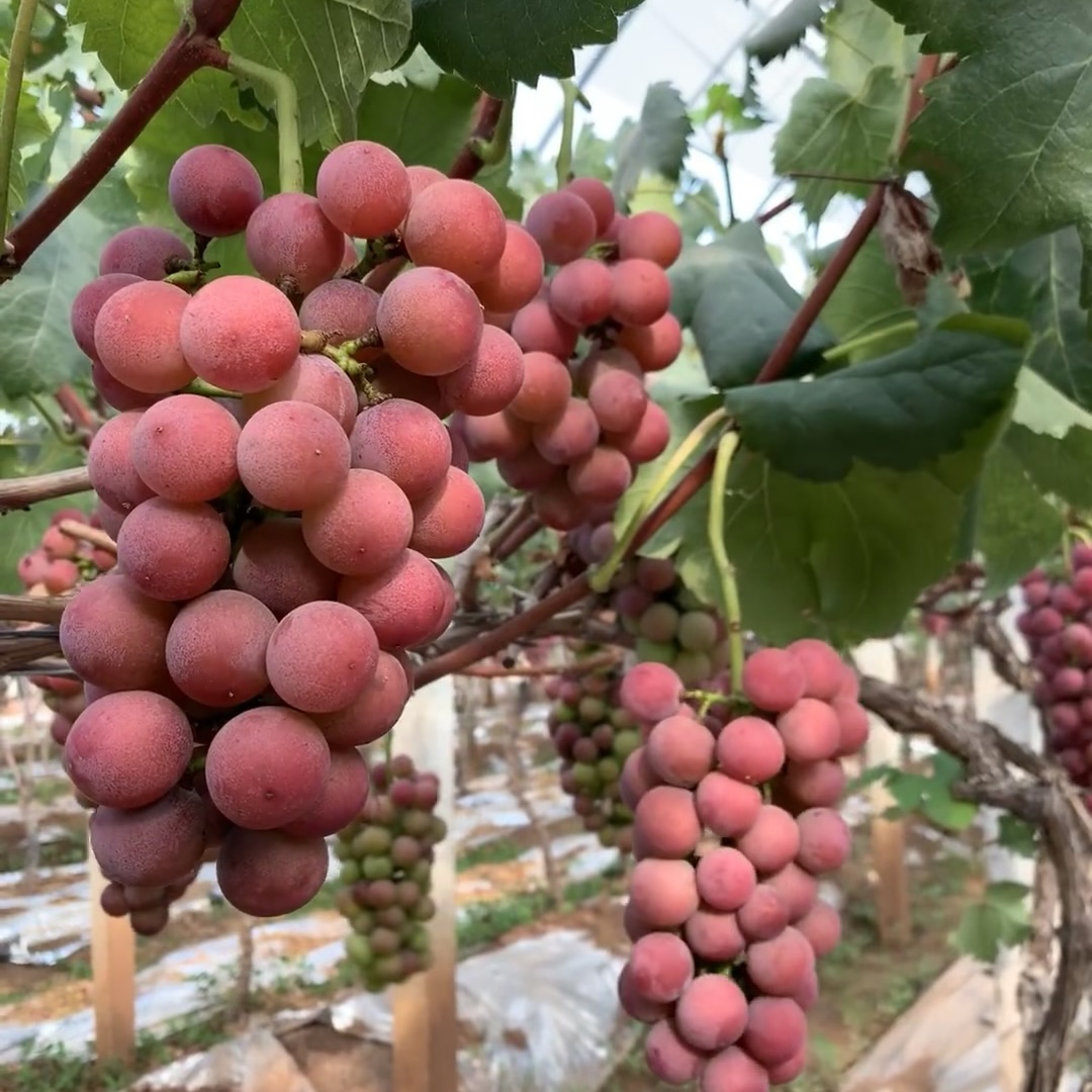 【京东/顺丰包邮】正宗妮娜皇后葡萄无籽红宝石当季新鲜水果孕妇