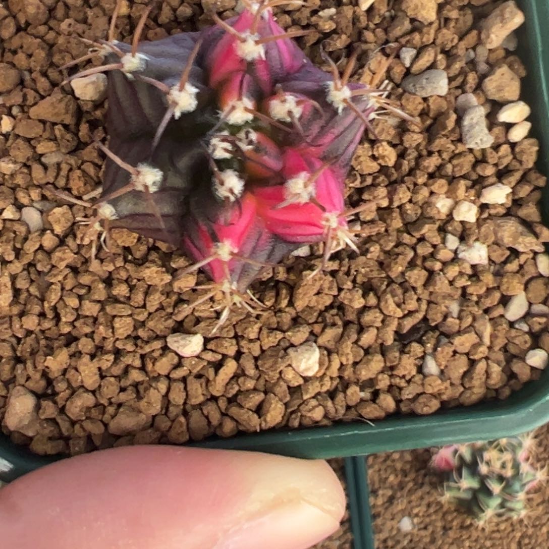 924 好看的米哈冲冲冲