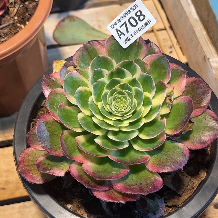 708粉体海王多肉植物