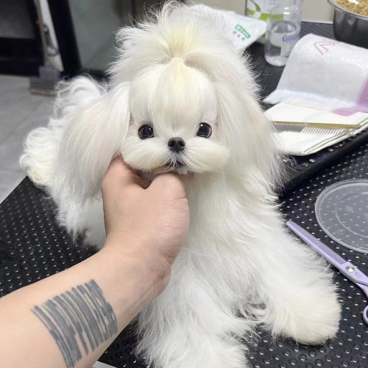 小雪家的马尔济斯宠物狗狗
