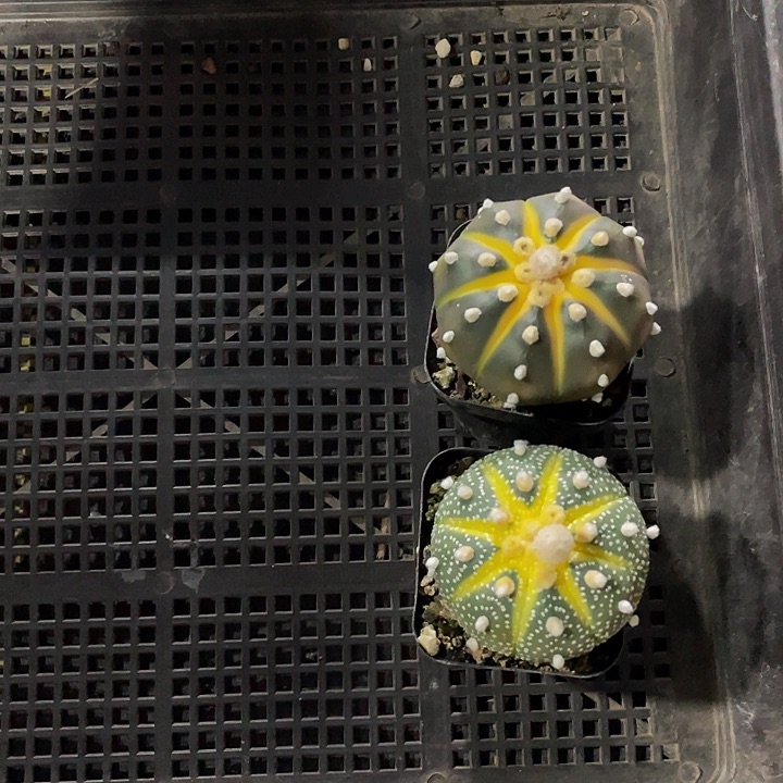 210号筐一对星兜锦一对