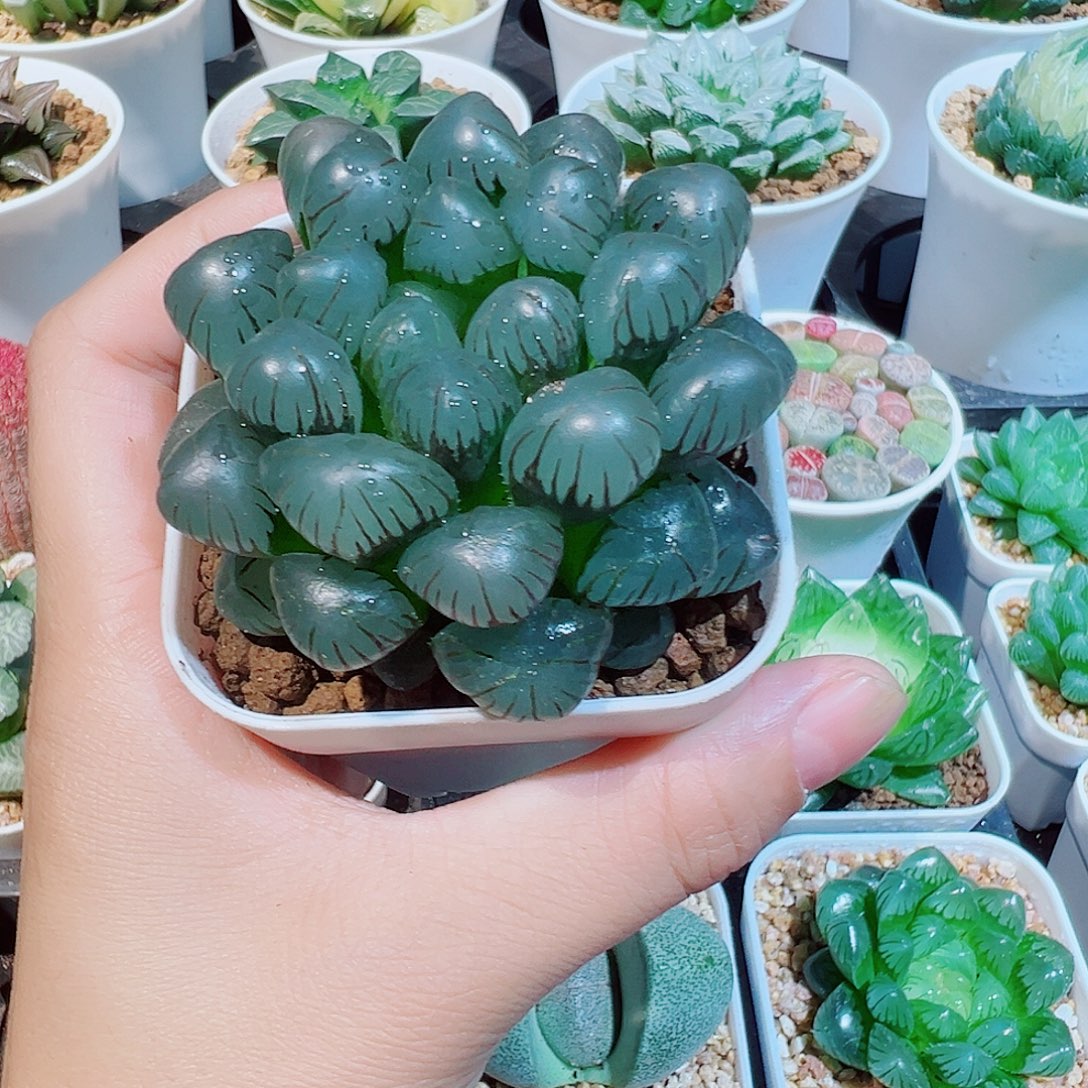 大***哥潘氏冰灯多肉多肉多肉