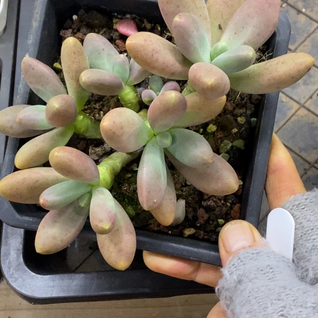 精品多肉一物一拍不包整395