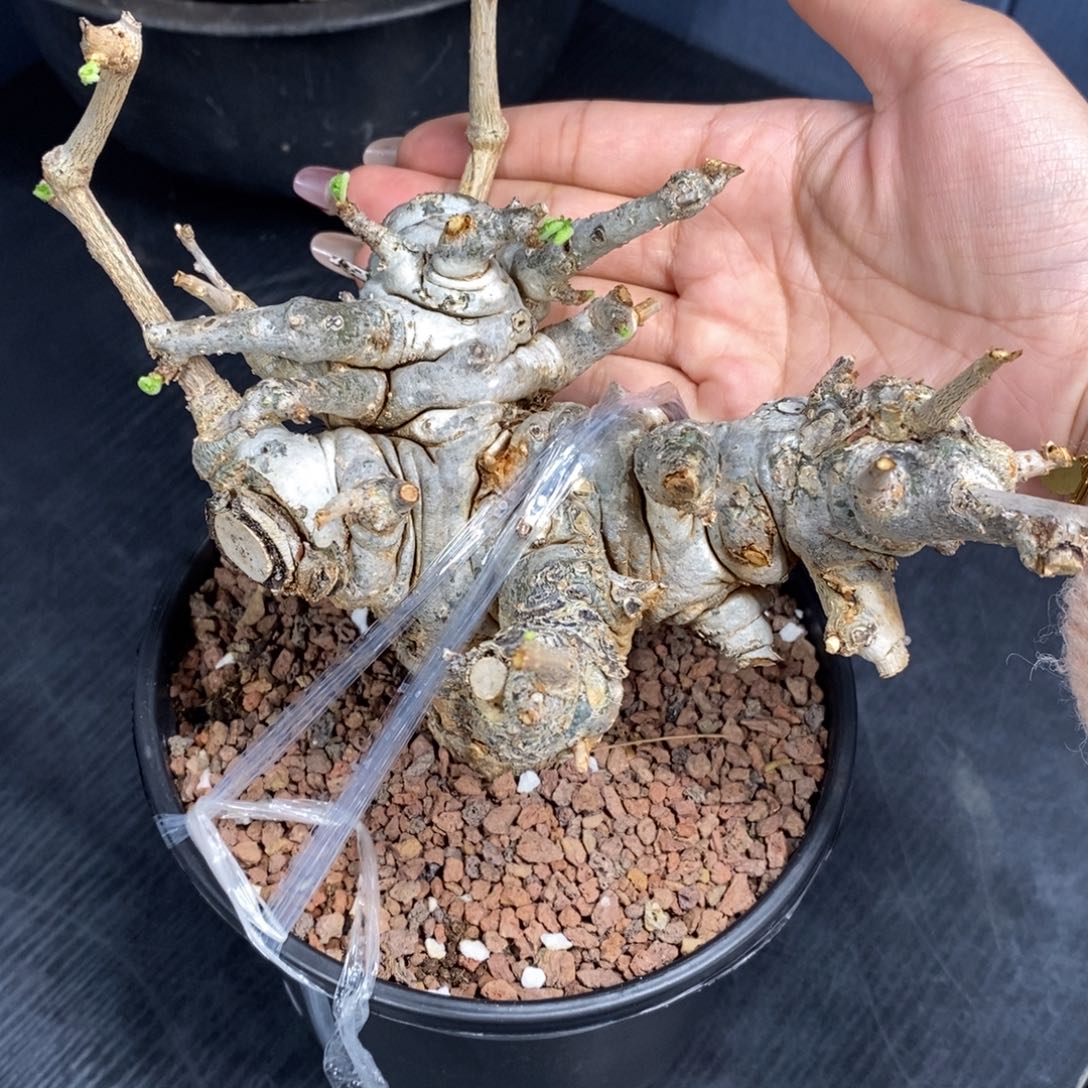 尼勒达乳香产地熟桩