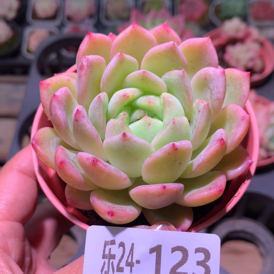 乐然24-123 新品单头 