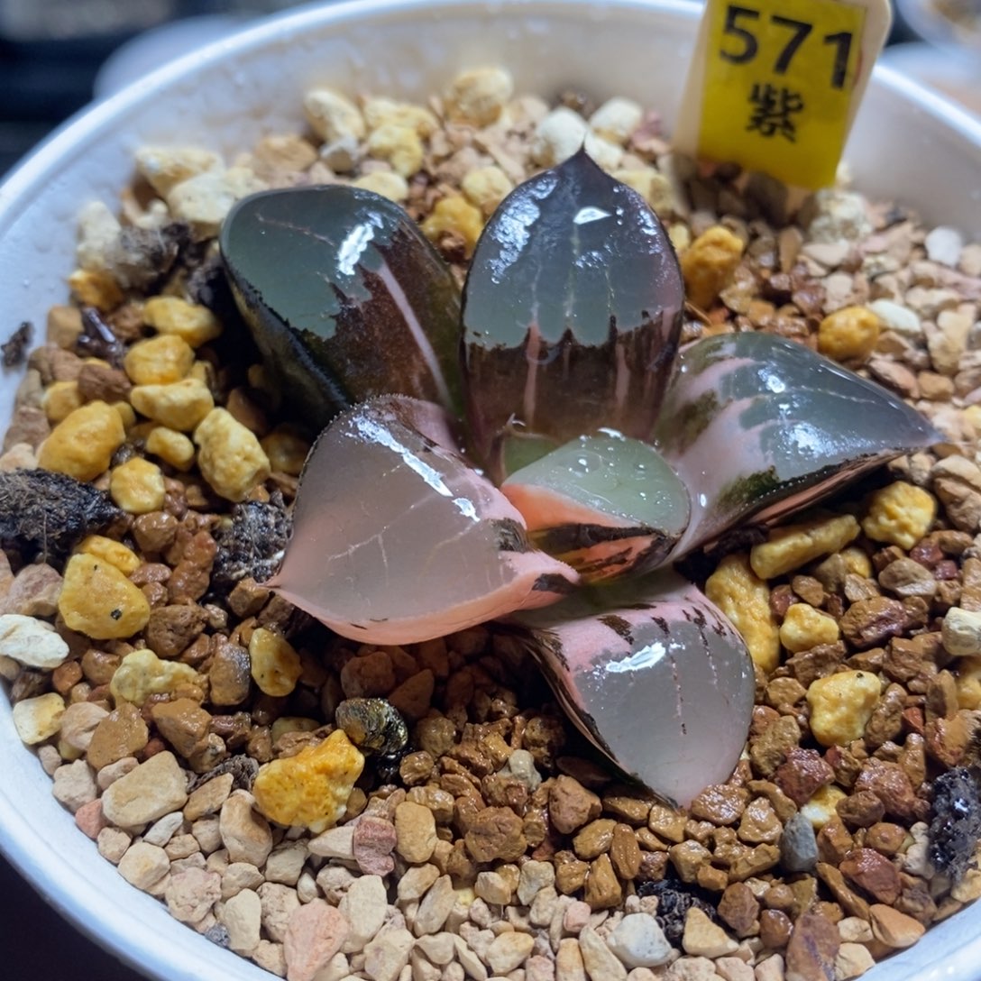 571龙禧克锦十二卷多肉