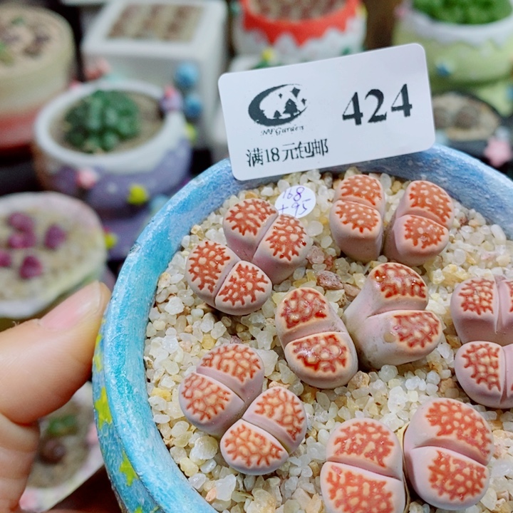 稳***福生石花花花花花花花424