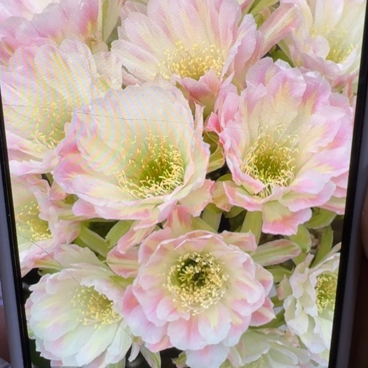 229丽花绿姬歪3公分左右无根侧牙，20包邮