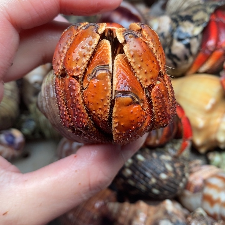 黄金棘足3.6口径短尖福利