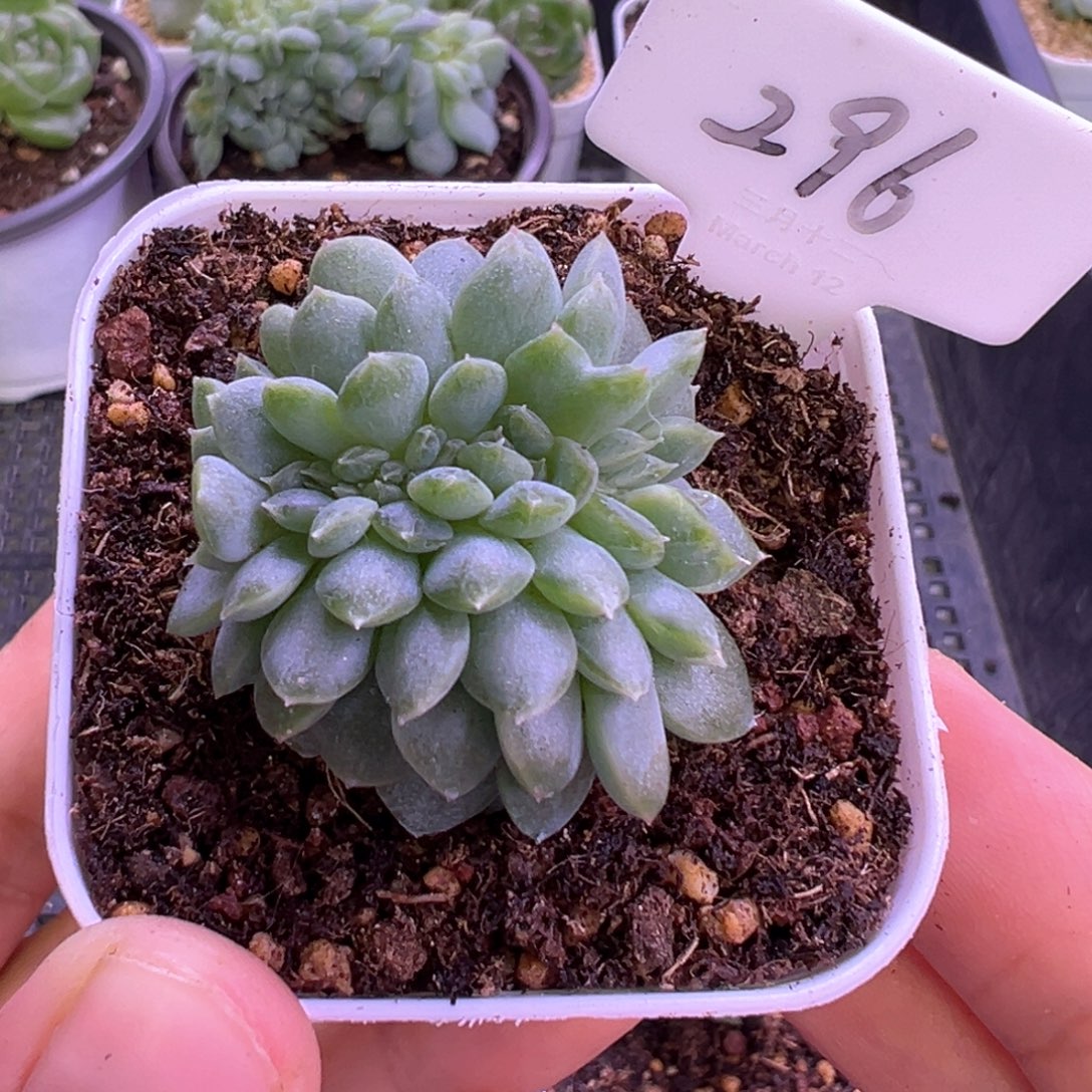 以***晴296号糖心缀晗雨多肉植物