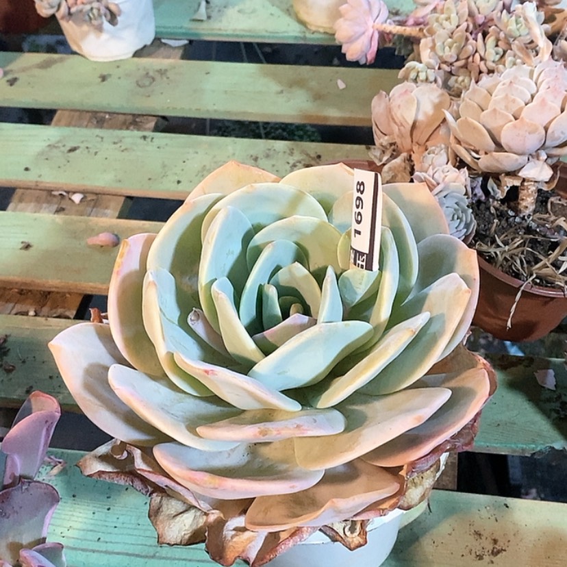 【闪购商品】奶茶1698