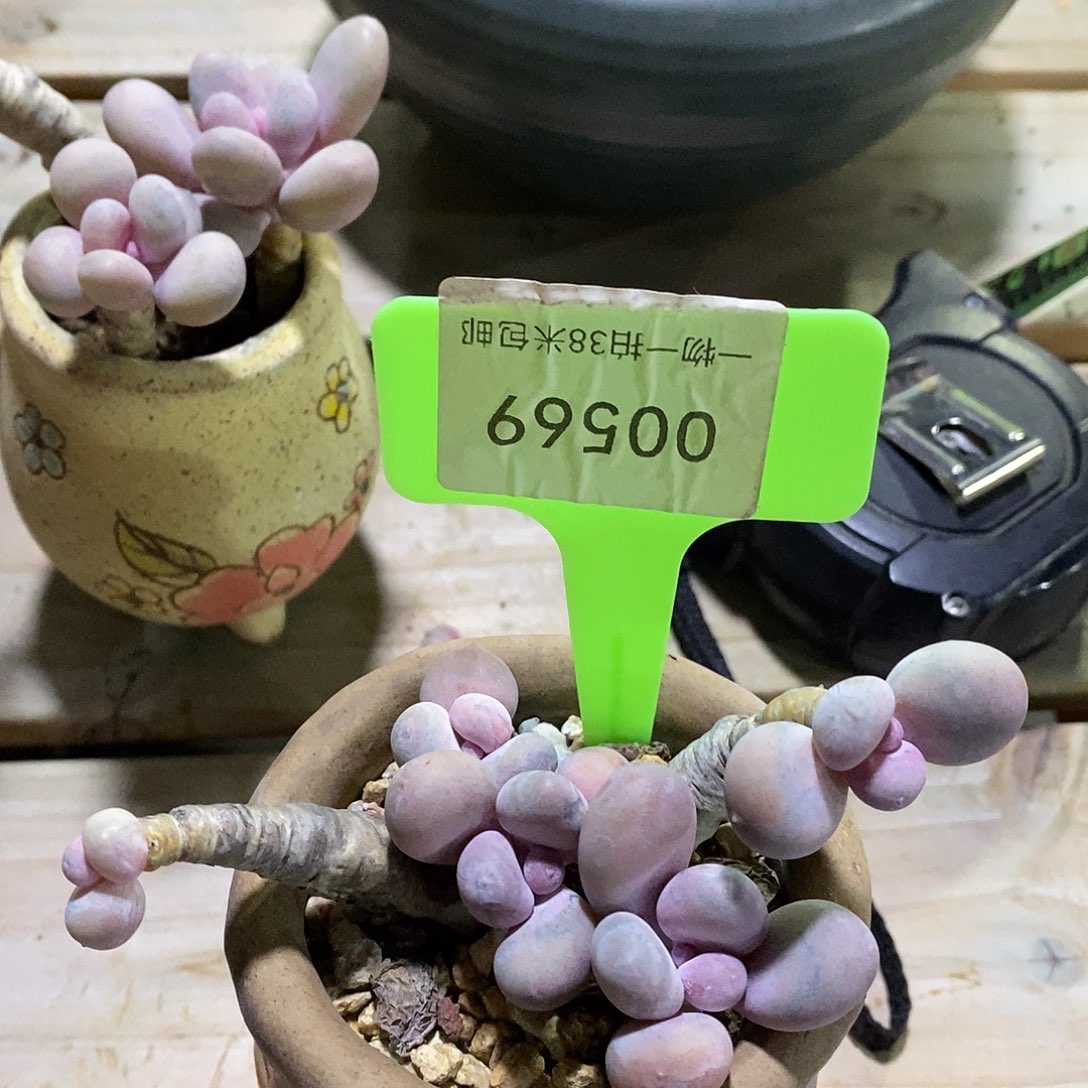 00569，KTV哦咯小雨