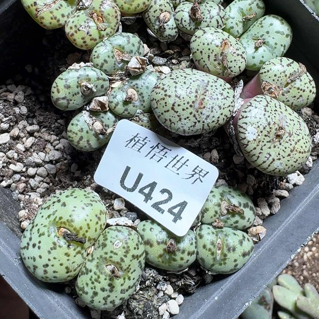 424号多肉植物哇cv