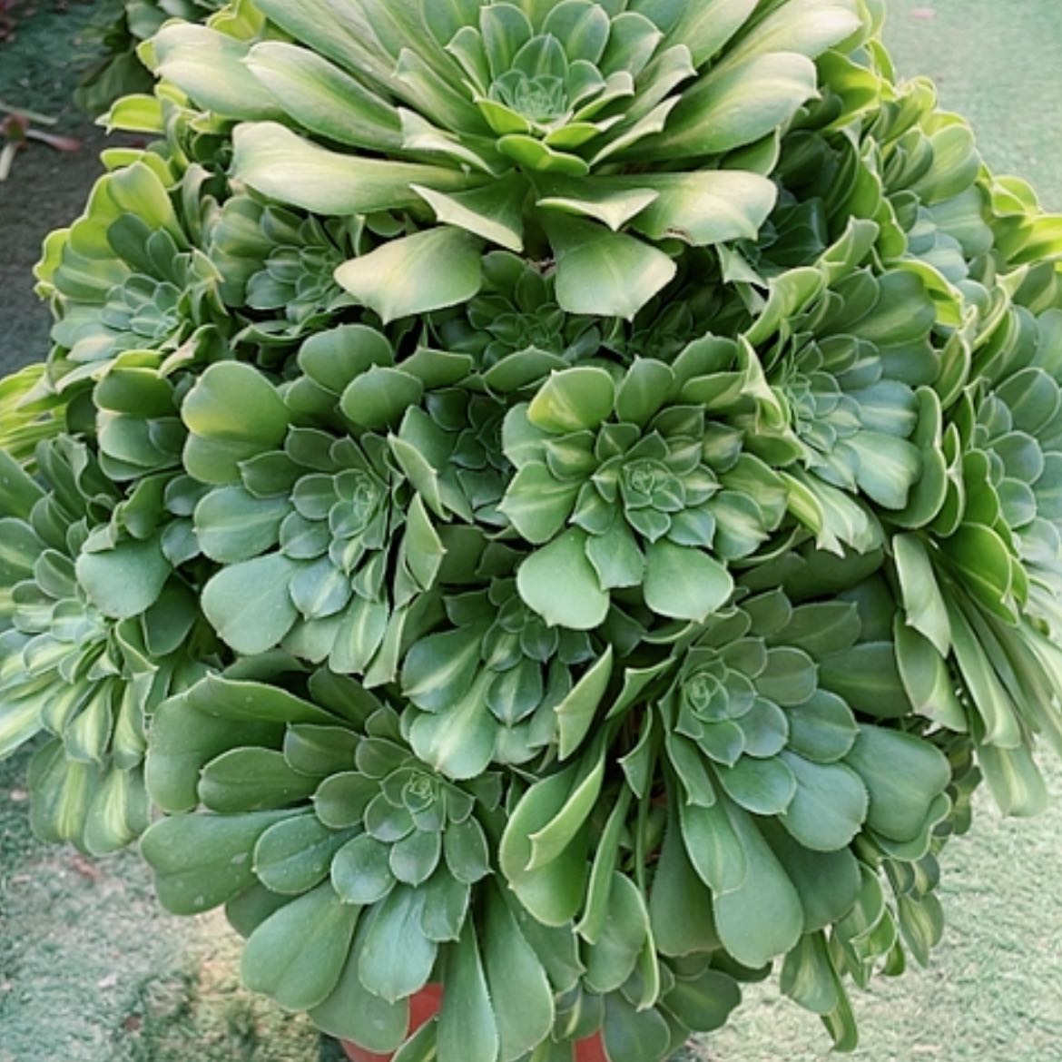 【闪购商品】法师好看也好，养翡翠琉璃