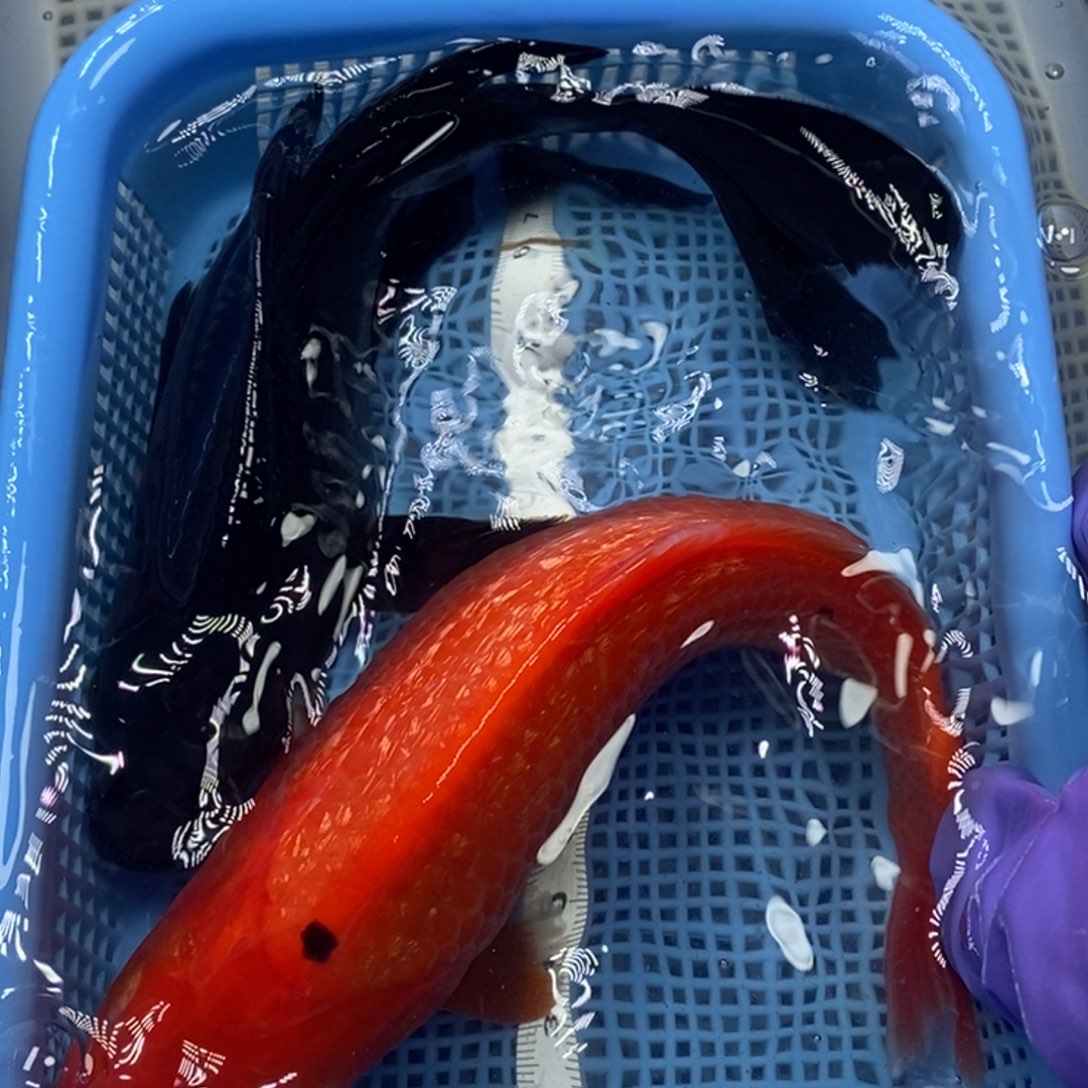 锦鲤冷水锦鲤包邮