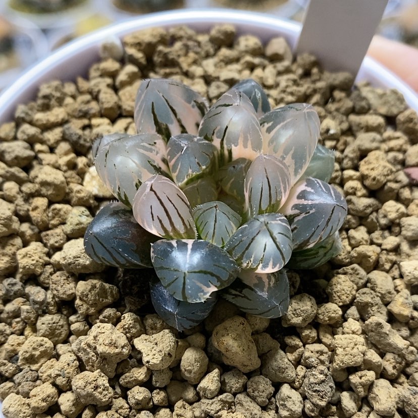 【闪购商品】61龙爪玉露锦