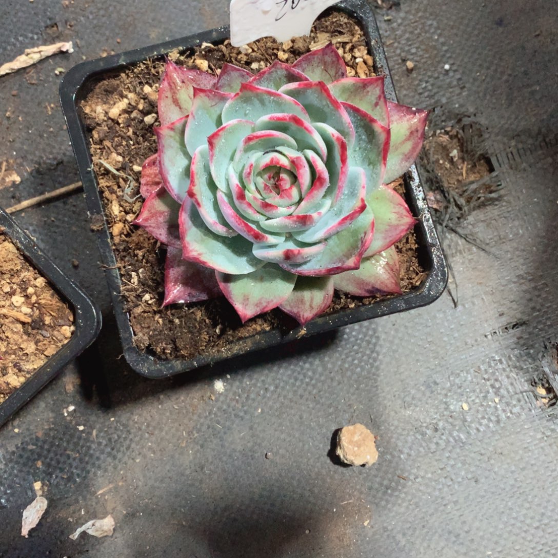 多肉植物惊鸿200号15