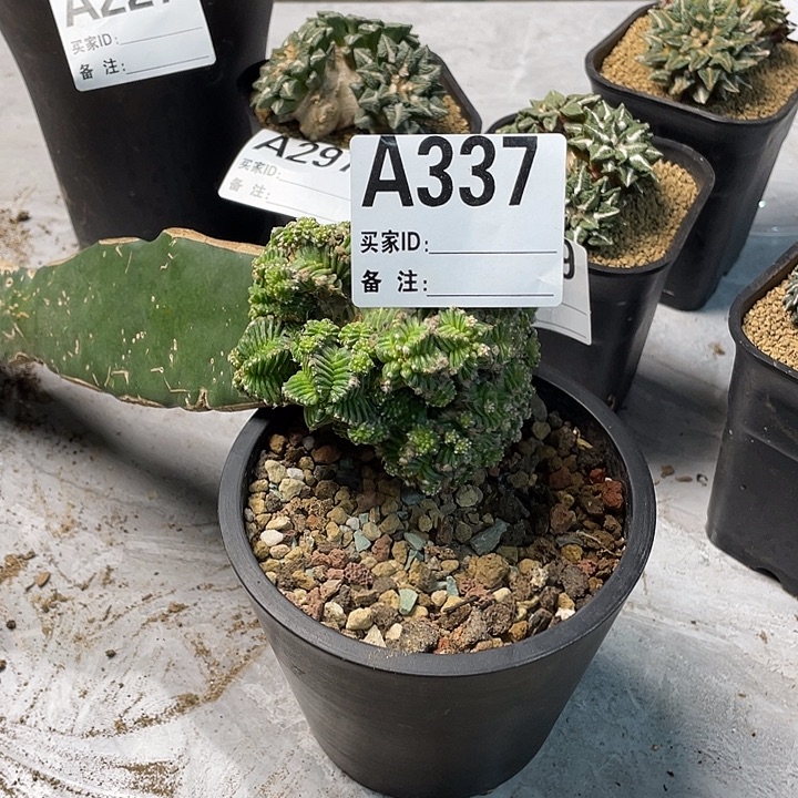 完全开放337五星花龙