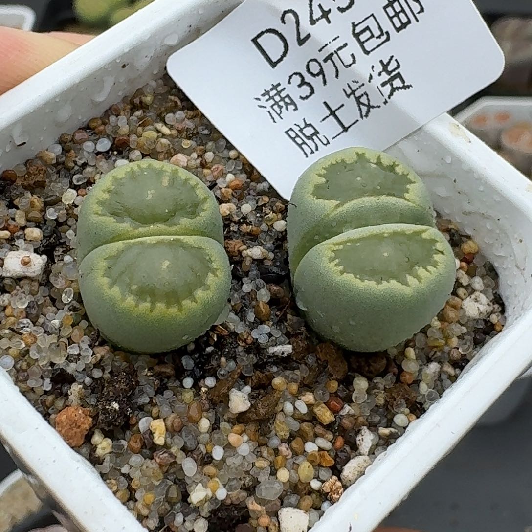 245多肉哈哈哈哈哈哈哈