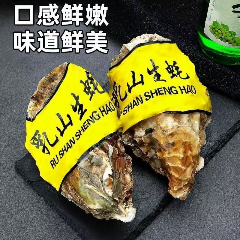 鲜活乳山金标生蚝 6两左右/只 5斤～10斤