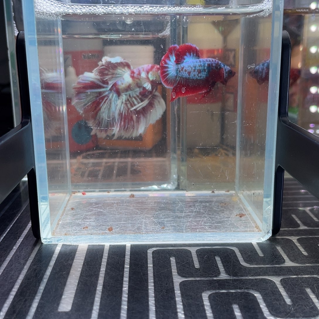 斗鱼26号127早彩金豹