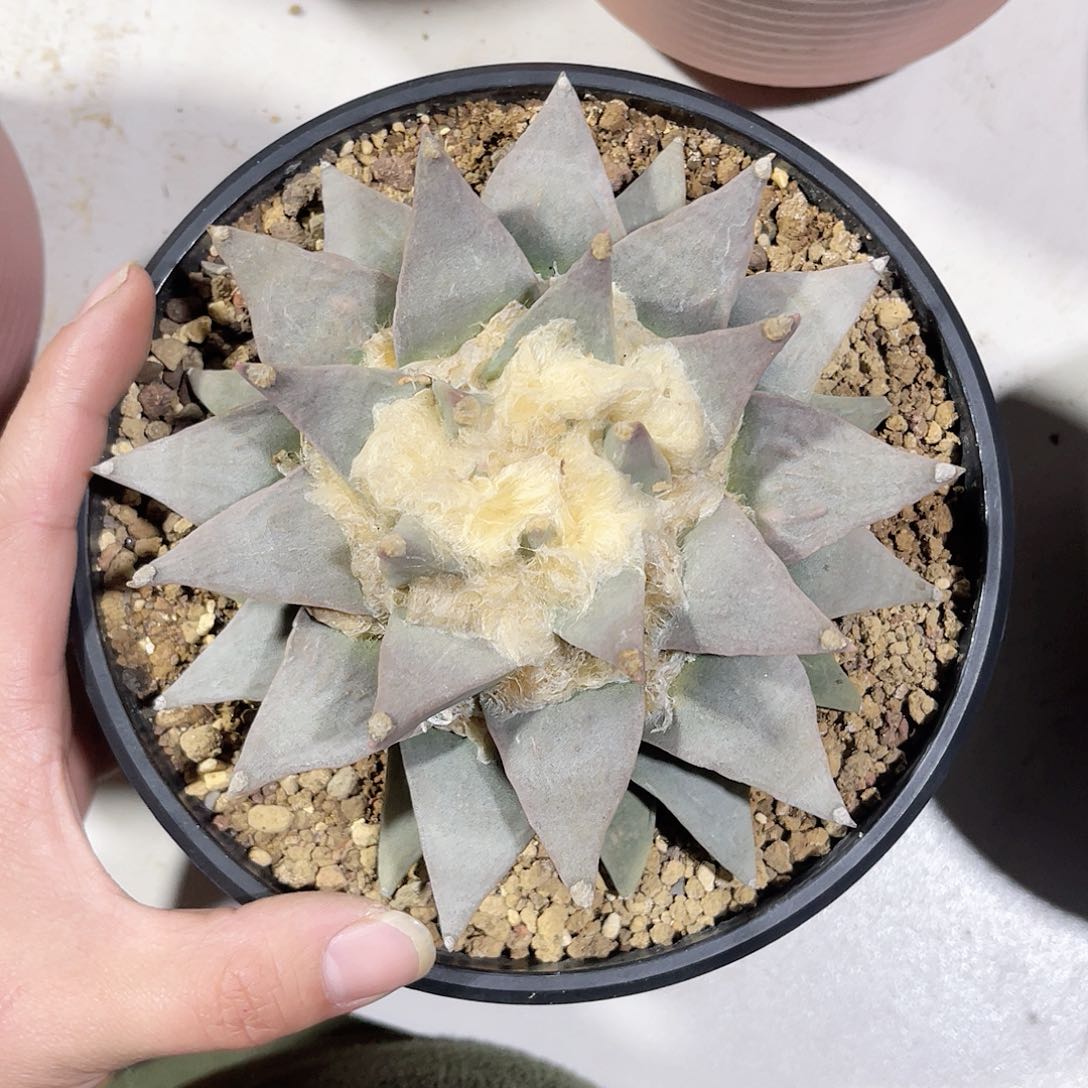 实生园艺岩牡丹15cm+