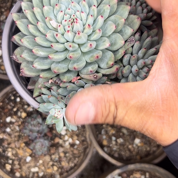 胖丁11111111111111