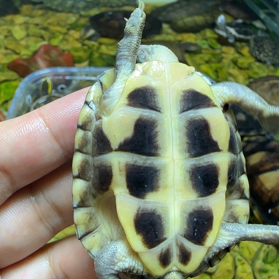 不分公母宠物龟青