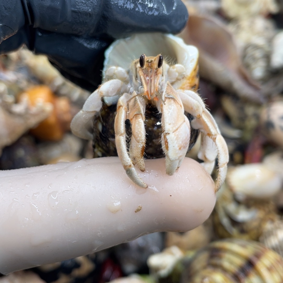 不退不换活体宠物130