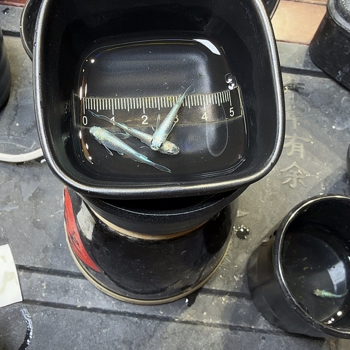 青鳉鱼13号拍品长鳍银炎