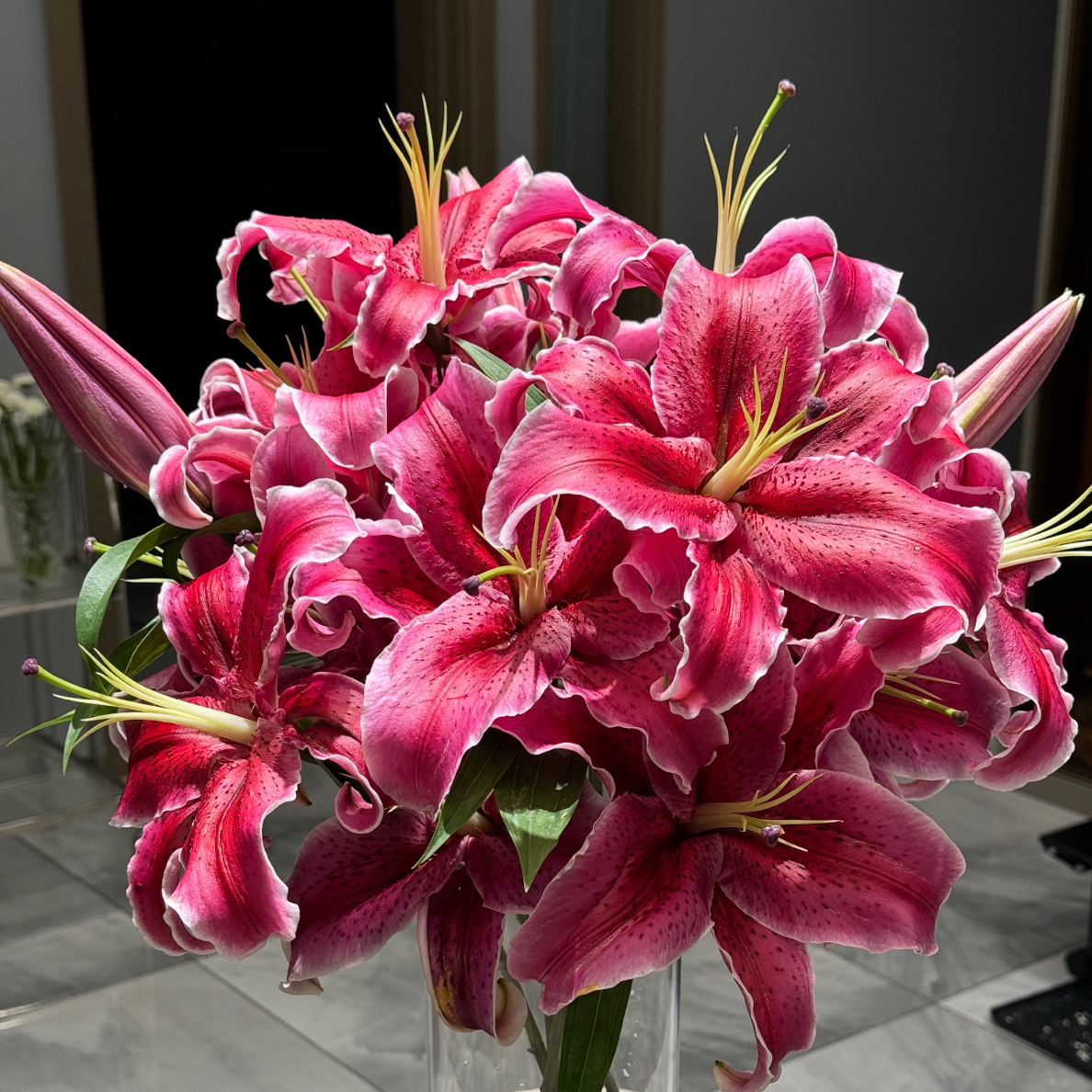 【黑美人香水百合】浓香狐尾卷边紫红色花卉水养易活