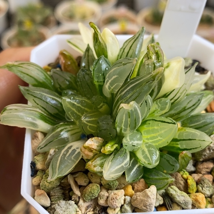 499号西瓜寿锦多肉植物