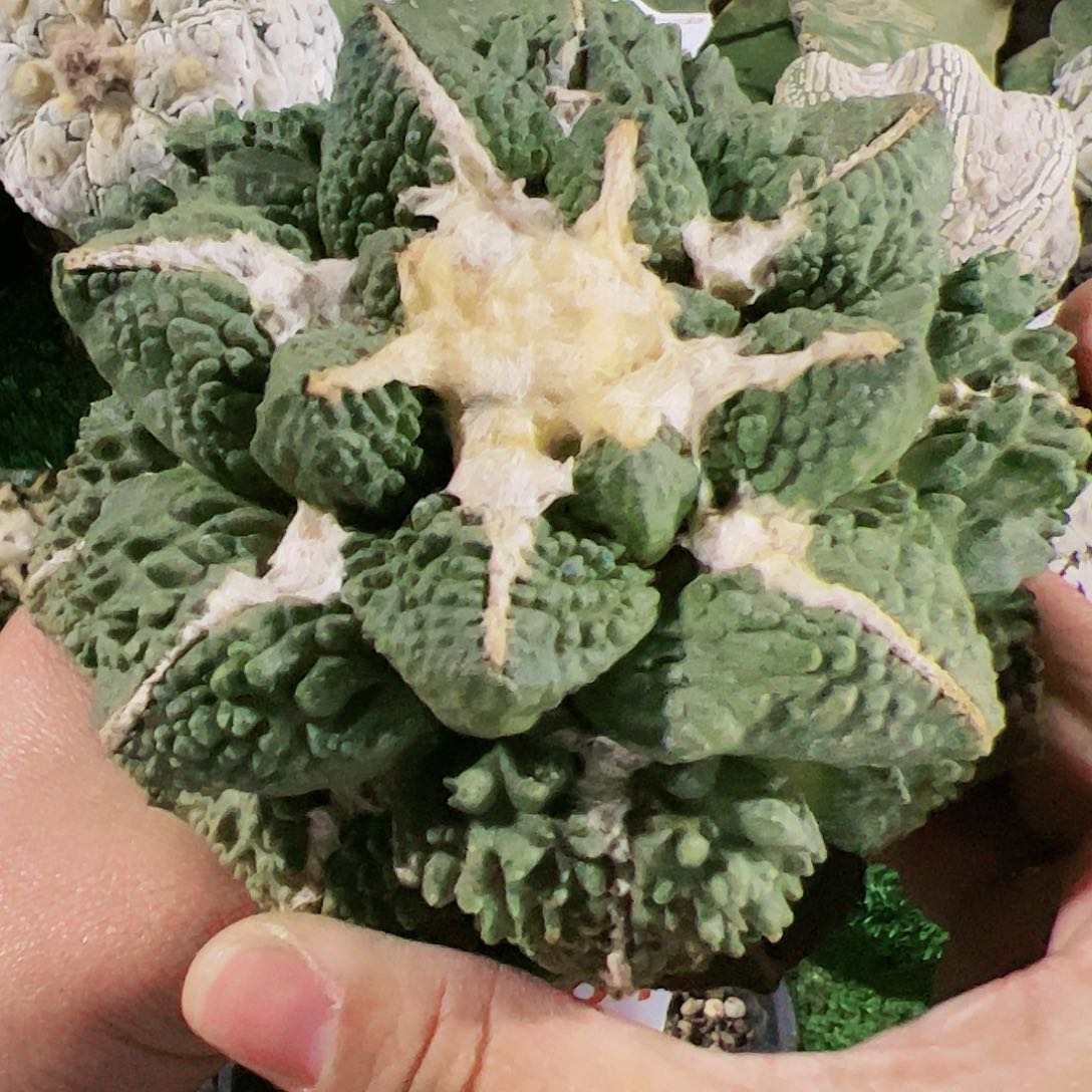 龟甲怒涛牡丹仙人球564