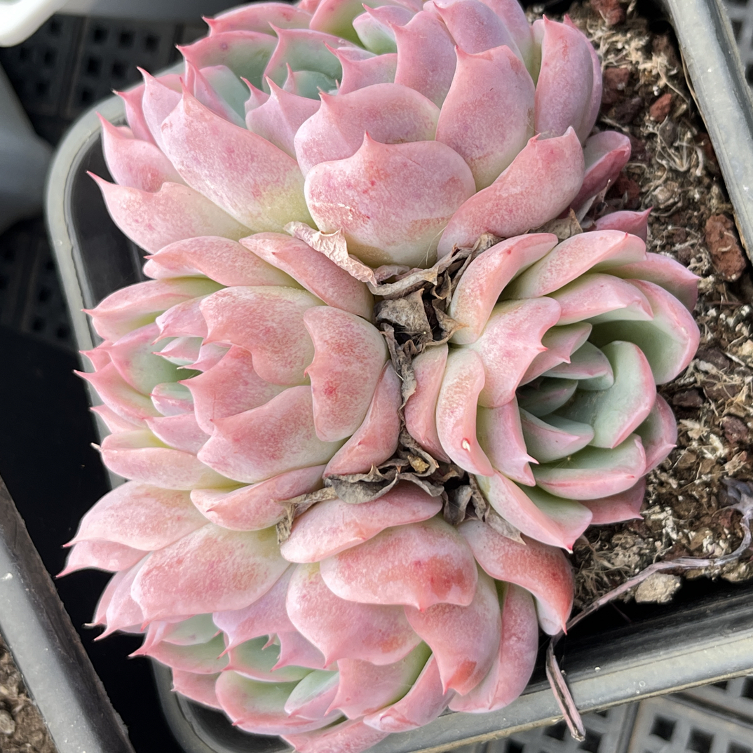 粉色孤星四头群生单颗包邮