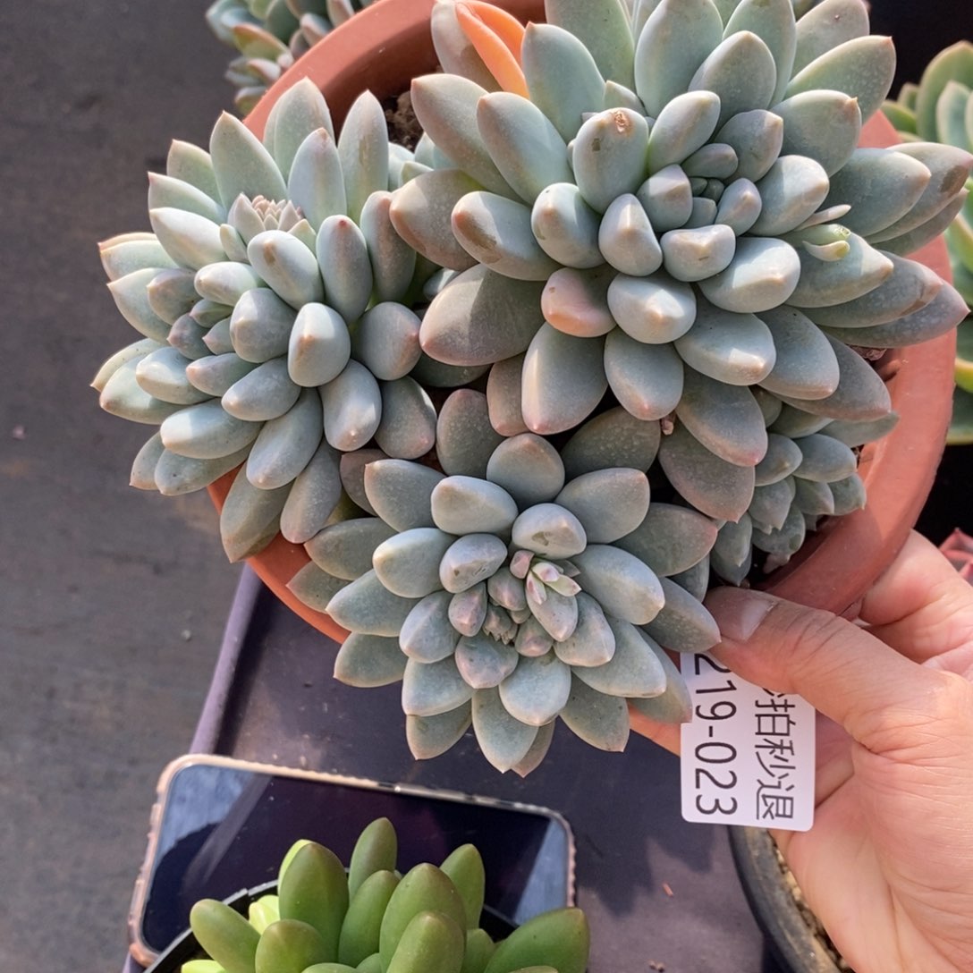 两单包邮1219-23奶糖