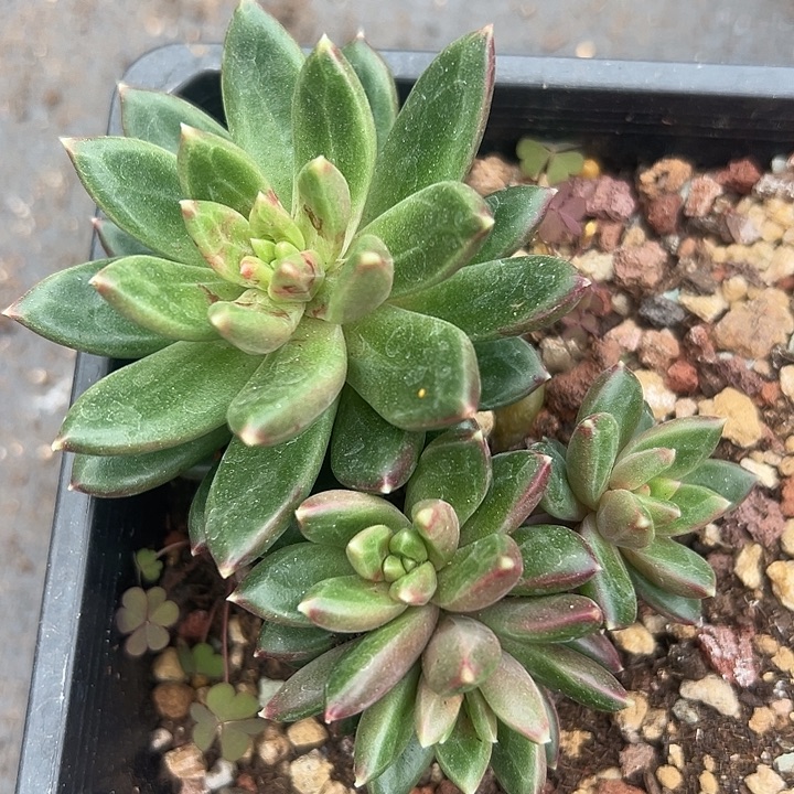 柏拉图美人福利特