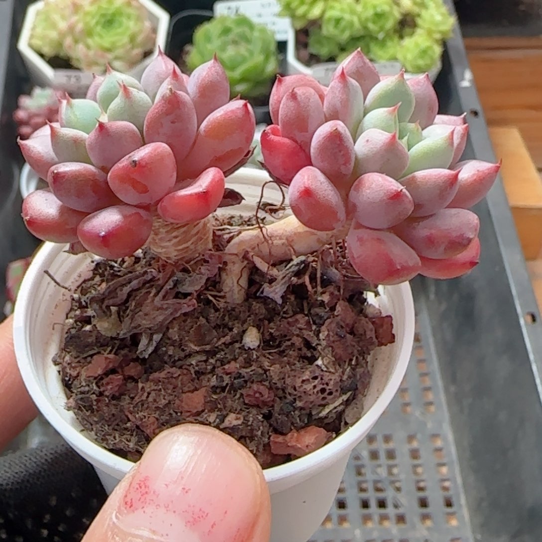 0615-80小老桩小老桩