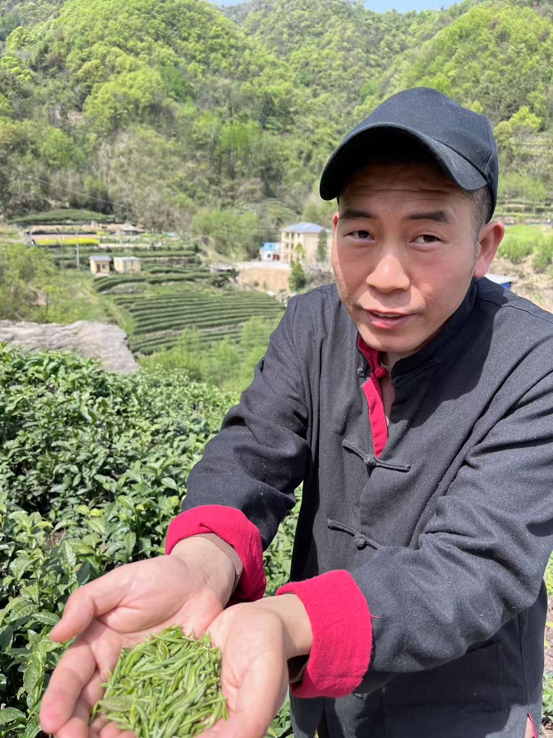 武当2025年明前嫩芽四季礼盒装毛尖茶叶