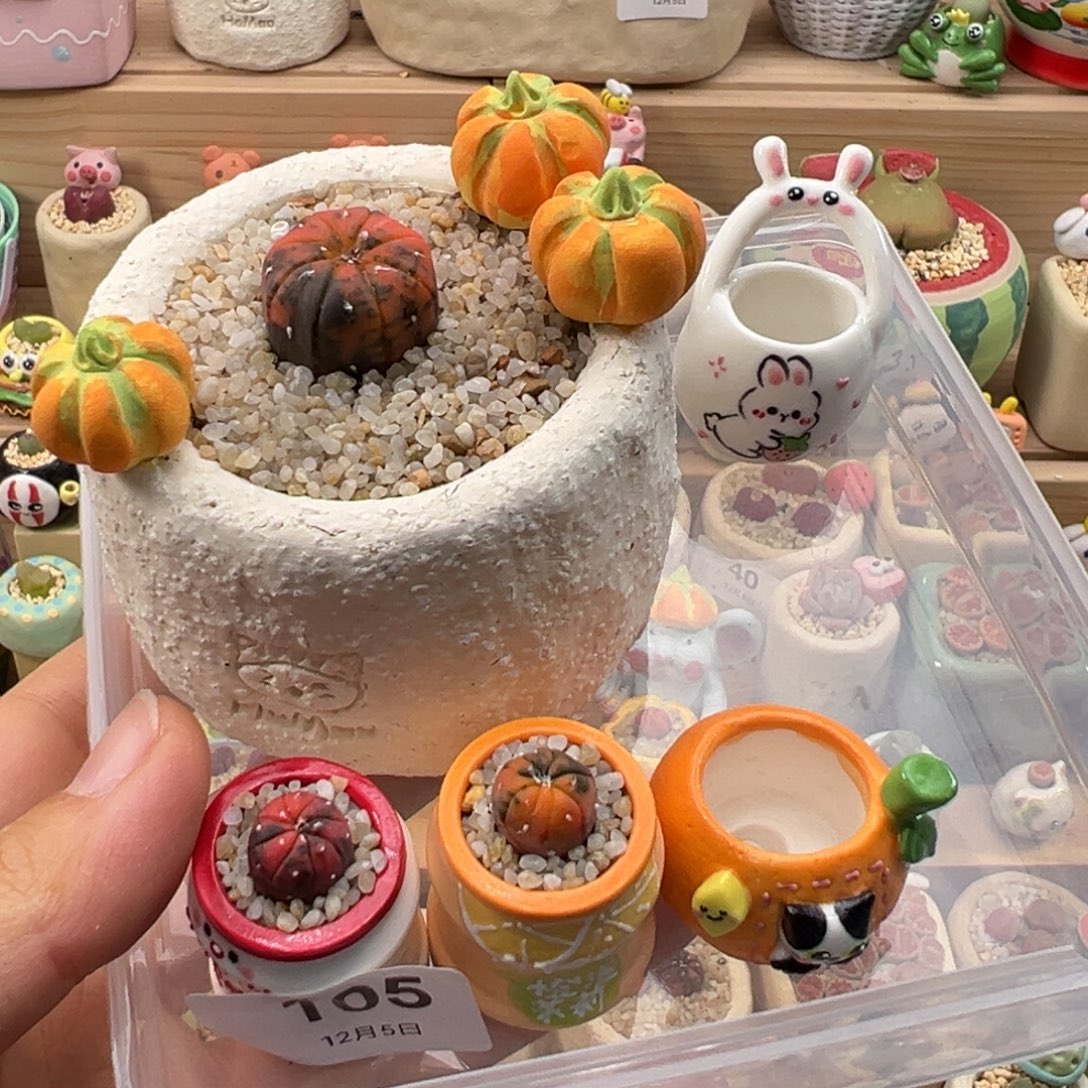 Z***z多肉植物111号橘子猫种橘兜兔子空盆