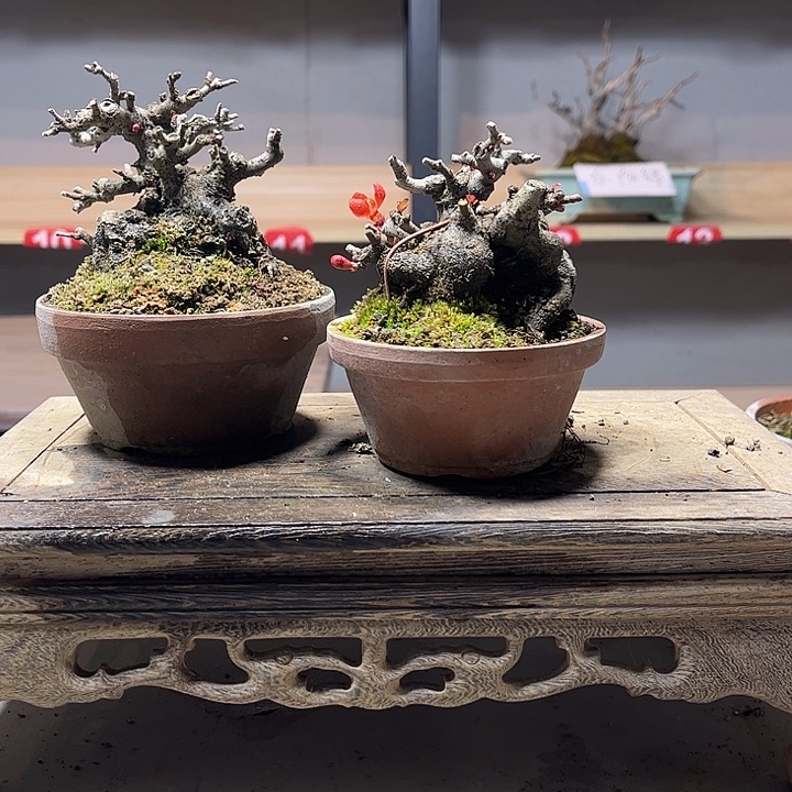 用***1无花朵长寿梅红花一号盆景