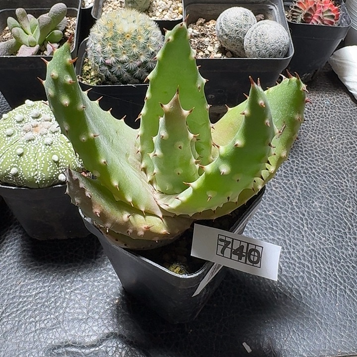 740王刺锦芦荟脱土发货