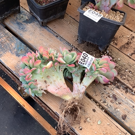 金***姐天鹅绒缀化040 亏本处理退款拉黑需延迟发货