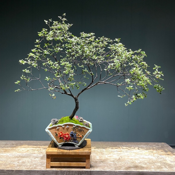 【意境盆景】海岛春花盆景植物茶空间雨季盆景室内造景盆景盆景树