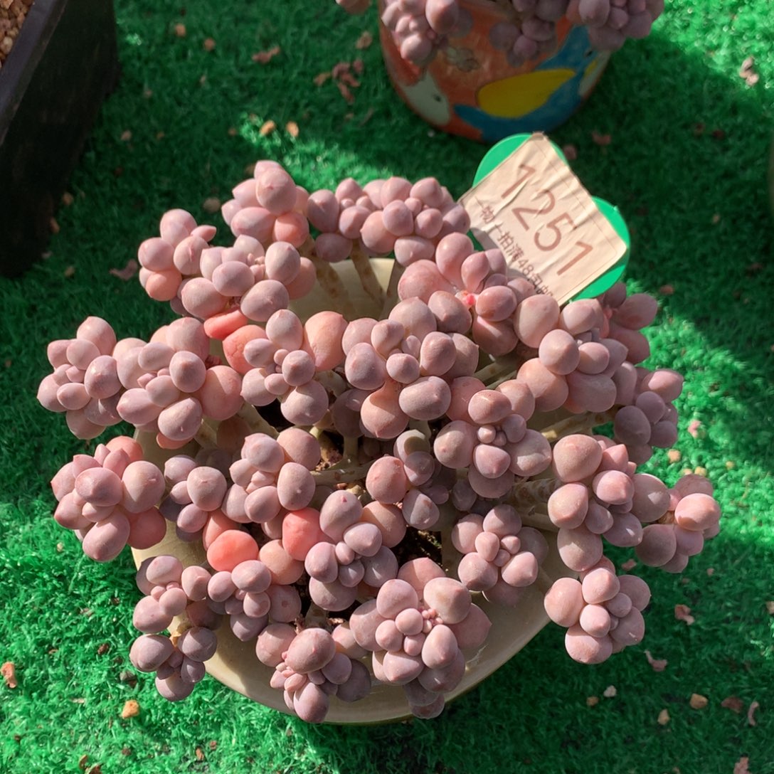 丸叶星黛露老桩平头1251