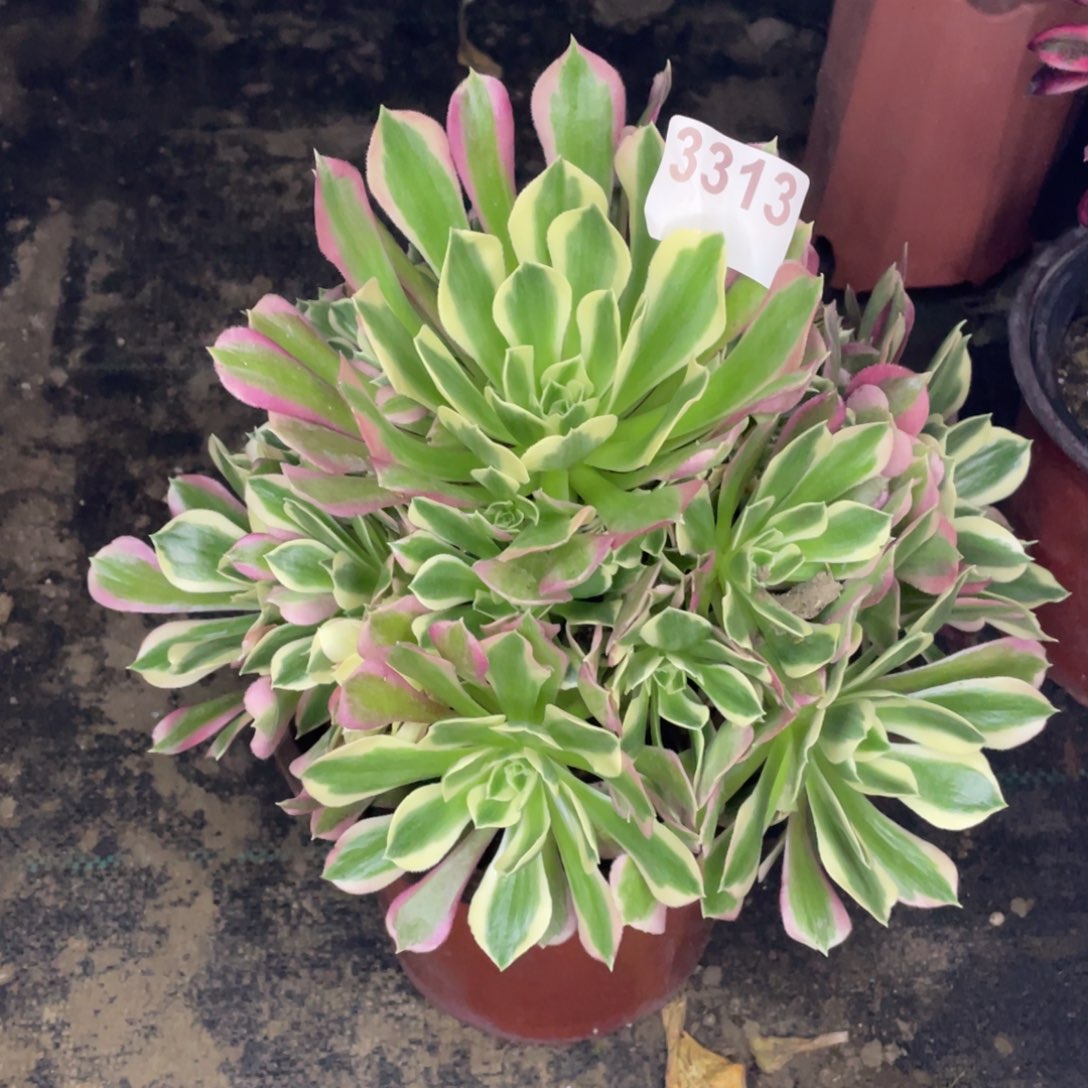 3313白凤手捧花舞在，