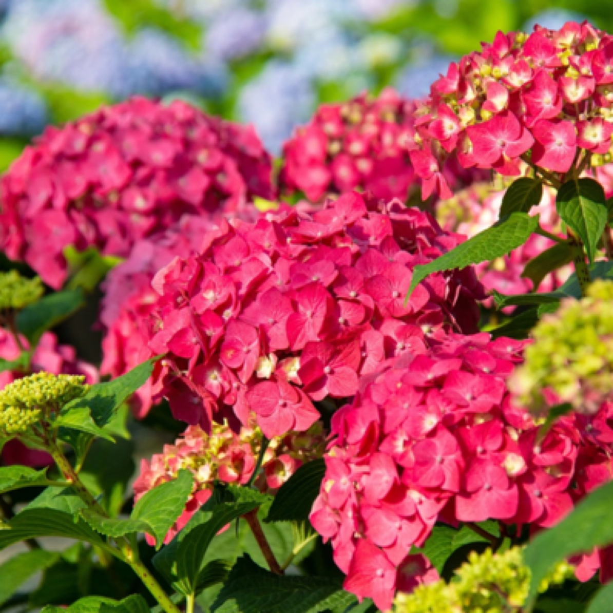 绣球《红宝石》适合阳台地栽庭院易养护趣味美观