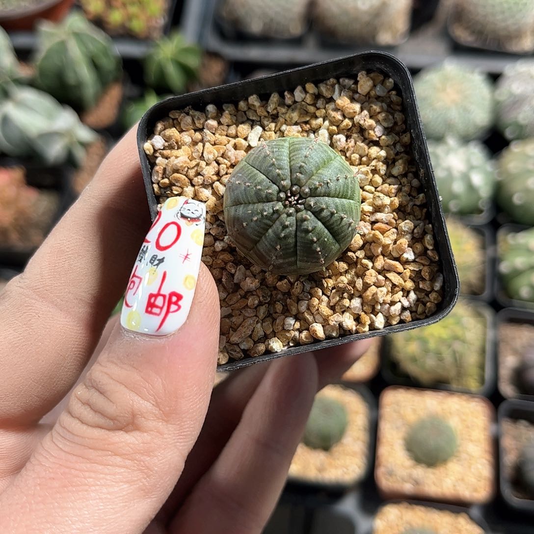 林***o24777一物一拍单头发货