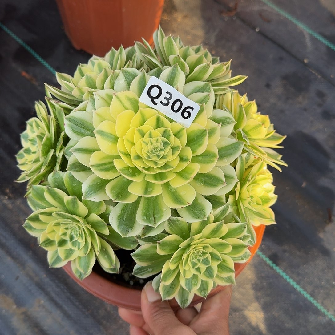 306伊利莎白33冠服20左右小颗的